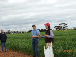 SAGIT/SADGA project site at Roseworthy for 'Growing Durum Demand in SA Gross Margin Sensitivity Analysis trials with Jason Able and Alistair Pearce.